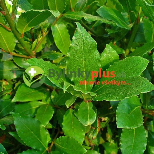 Bobkový list - Vavrín pravý (Laurus nobilis L.) / rastlinka v kvetináči